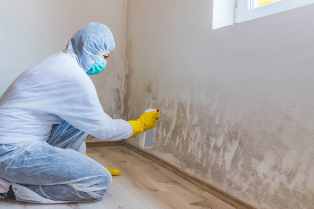 Licensed Commercial Mold Remediation service in Hamburg, PA - WQB Mold Removal