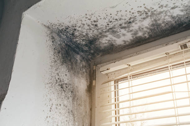 Affordable Commercial Mold Remediation solutions in Hamburg, PA